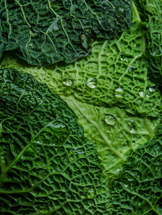 The Gut’s Hidden Role in Inflammation